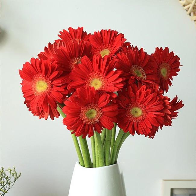 家居鲜花【红色太阳花10枝】可根据自家花瓶大小选购家庭插花简易包装(不含瓶)