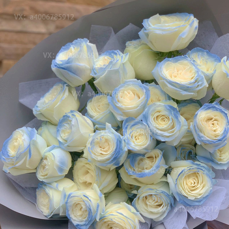 【偏爱一生】密西根碎冰蓝33朵网红渐变双色玫瑰送女友生日礼物表白鲜花店送花上门xianh