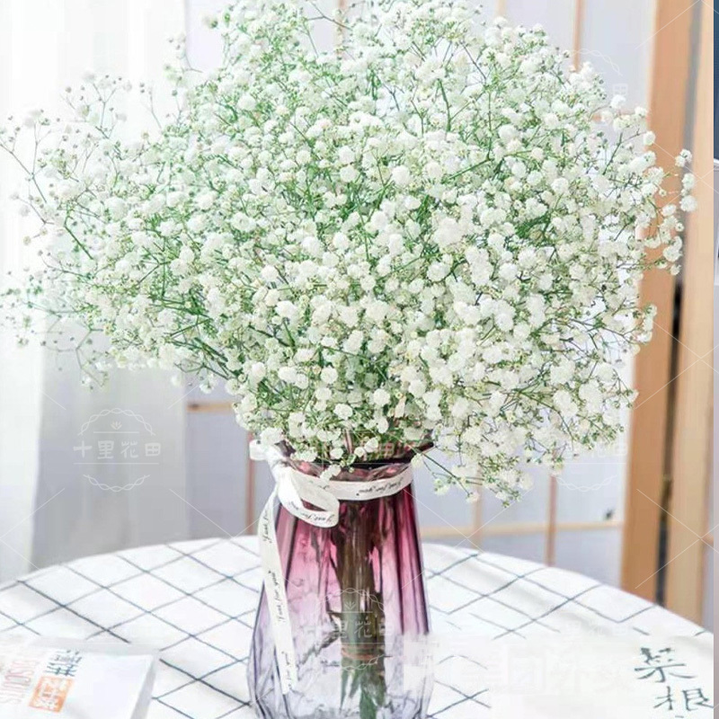 家居鲜花【白色满天星一份】适合小花瓶大瓶请拍多份简易包装(不含瓶)