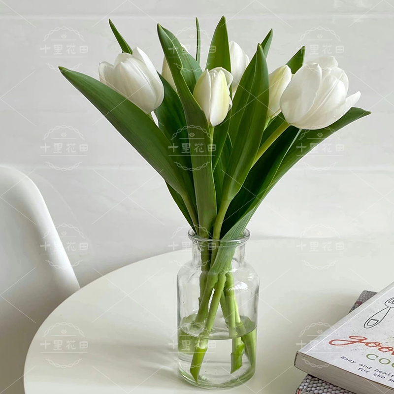 【白色单支郁金香】郁金香单支瓶插花时令花材6枝1组不含花瓶家居花白色郁金香