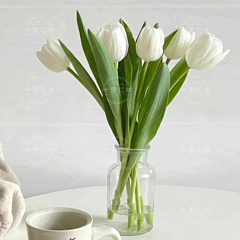 【白色单支郁金香】郁金香单支瓶插花时令花材6枝1组不含花瓶家居花白色郁金香